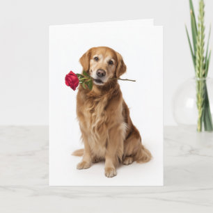 Golden Retriever Valentinstag Karte