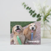 Golden Retriever Vielen Dank Postkarte (Stehend Vorderseite)
