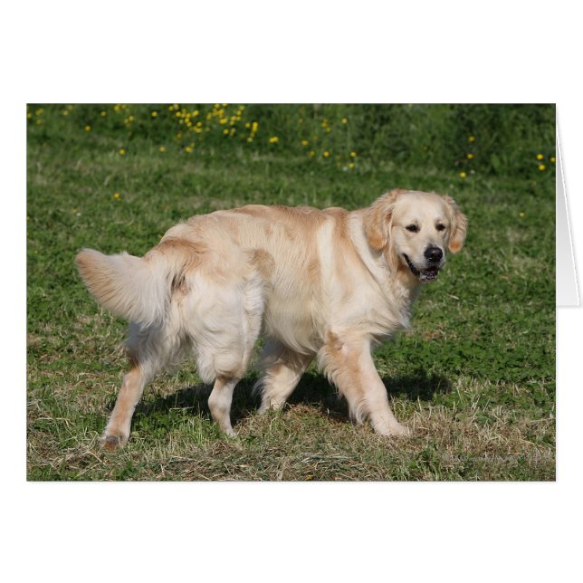 Golden Retriever Walking (Vorderseite (Horizontal))