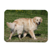 Golden Retriever Walking Magnet (Horizontal)