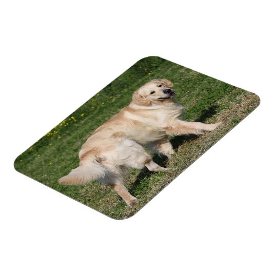 Golden Retriever Walking Magnet (Linke Seite)