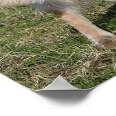 Golden Retriever Walking Poster (Ecke)