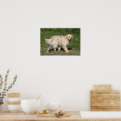 Golden Retriever Walking Poster (Küche)