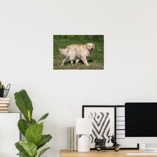 Golden Retriever Walking Poster (Heimbüro)