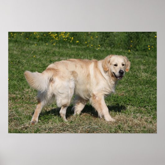 Golden Retriever Walking Poster (Vorne)