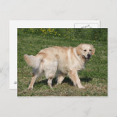 Golden Retriever Walking Postkarte (Vorne/Hinten)