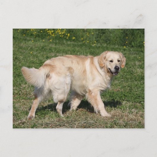 Golden Retriever Walking Postkarte (Vorderseite)
