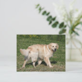 Golden Retriever Walking Postkarte (Stehend Vorderseite)