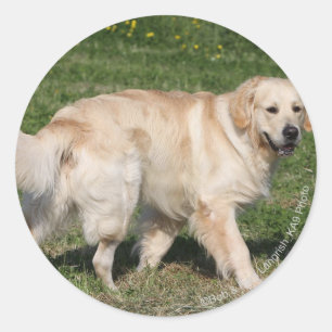 Golden Retriever Walking Runder Aufkleber