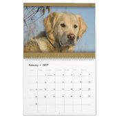Golden retriever - Wandkalender 2011 (Feb 2027)