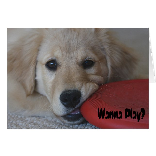 Golden Retriever Wanna Play... (Vorderseite (Horizontal))