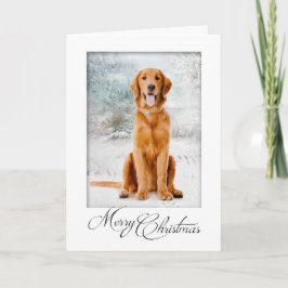 Golden Retriever Weihnachtskarte Karte