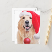 Golden Retriever Weihnachtsmannmütze