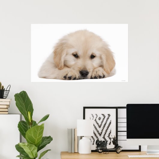 Golden Retriever Welpe 2 Poster (Heimbüro)