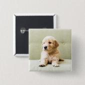 Golden Retriever Welpe auf Couch Button (Vorne & Hinten)
