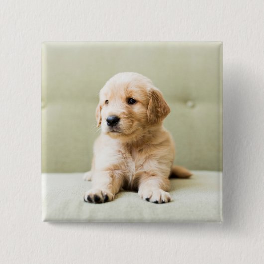 Golden Retriever Welpe auf Couch Button (Vorderseite)