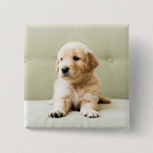 Golden Retriever Welpe auf Couch Button