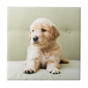Golden Retriever Welpe auf Couch Fliese