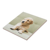 Golden Retriever Welpe auf Couch Fliese (Seite)