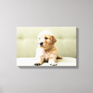Golden Retriever Welpe auf Couch Leinwanddruck