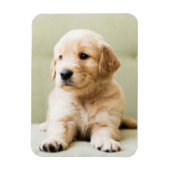 Golden Retriever Welpe auf Couch Magnet (Vertikal)