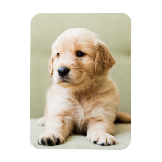 Golden Retriever Welpe auf Couch Magnet (Vertikal)