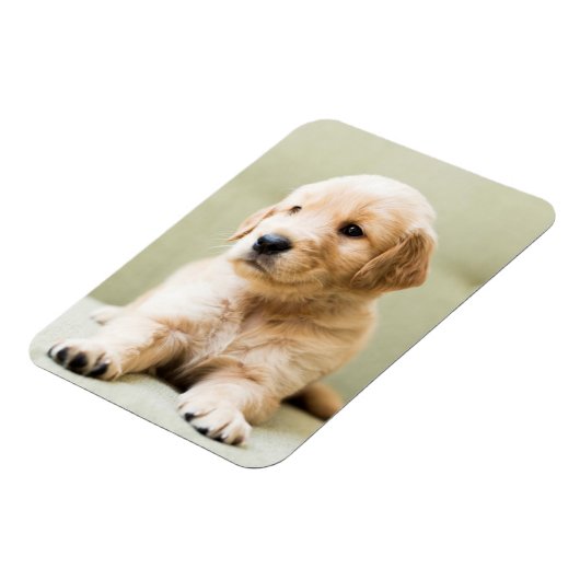 Golden Retriever Welpe auf Couch Magnet (Linke Seite)