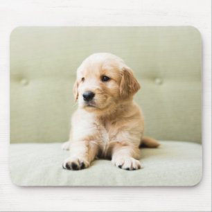 Golden Retriever Welpe auf Couch Mousepad