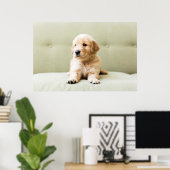 Golden Retriever Welpe auf Couch Poster (Heimbüro)