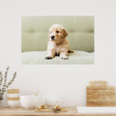 Golden Retriever Welpe auf Couch Poster (Küche)