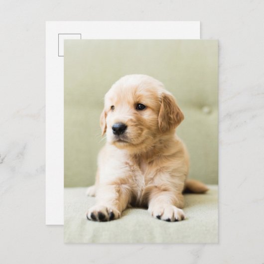 Golden Retriever Welpe auf Couch Postkarte (Vorne/Hinten)