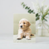 Golden Retriever Welpe auf Couch Postkarte (Stehend Vorderseite)