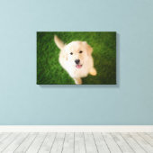 Golden Retriever Welpe auf Gras Leinwanddruck (Insitu (Holzboden))