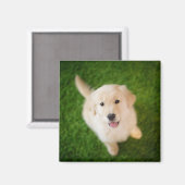 Golden Retriever Welpe auf Gras Magnet (Vorderseite/Rückseite)