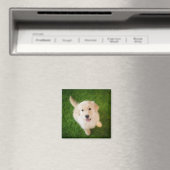 Golden Retriever Welpe auf Gras Magnet (In Situ (Geschirrspüler))