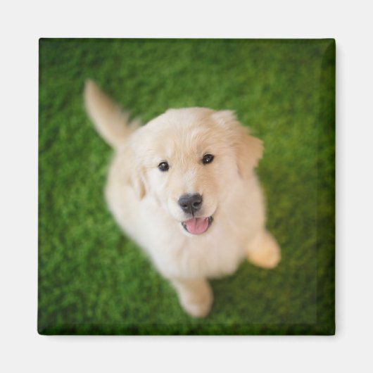 Golden Retriever Welpe auf Gras Magnet (Vorne)