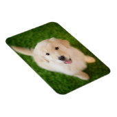 Golden Retriever Welpe auf Gras Magnet (Rechte Seite)