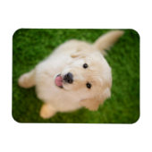 Golden Retriever Welpe auf Gras Magnet (Horizontal)
