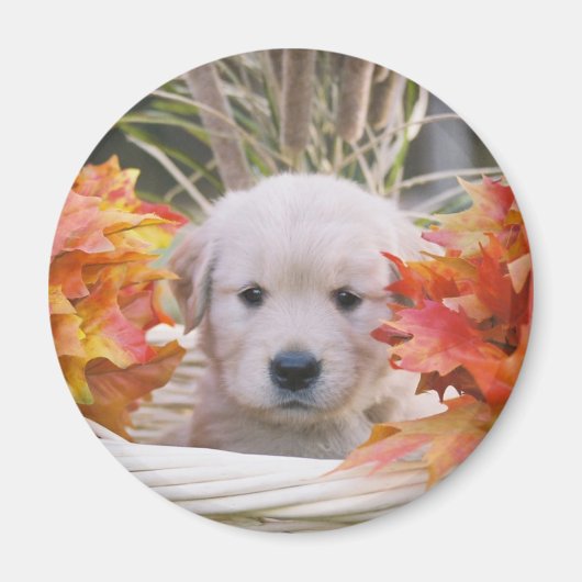Golden Retriever Welpe Autumn Scene Magnet (Vorne)