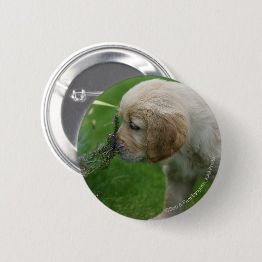 Golden retriever-Welpe Button (Vorne & Hinten)