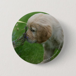 Golden retriever-Welpe Button