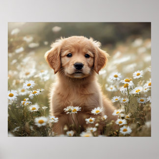 Golden Retriever Welpe Daisy Feld Poster