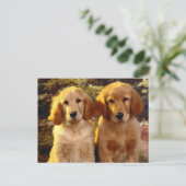 Golden Retriever Welpe Doppy Blank Postkarte (Stehend Vorderseite)