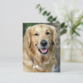 Golden Retriever Welpe Doppy Blank Postkarte (Stehend Vorderseite)