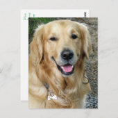 Golden Retriever Welpe Doppy Blank Postkarte (Vorne/Hinten)