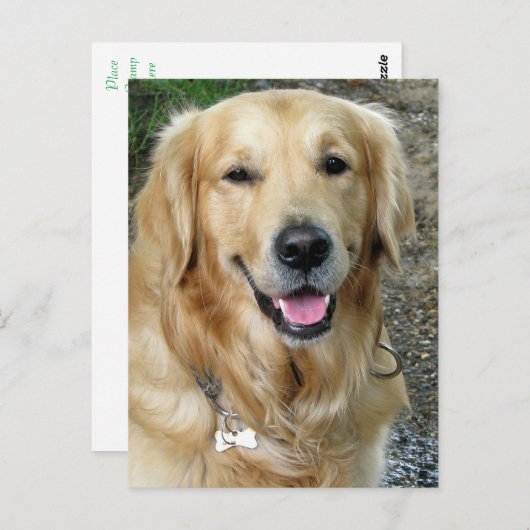 Golden Retriever Welpe Doppy Blank Postkarte (Vorne/Hinten)