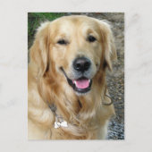 Golden Retriever Welpe Doppy Blank Postkarte (Vorderseite)