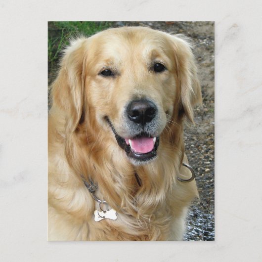 Golden Retriever Welpe Doppy Blank Postkarte (Vorderseite)