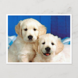 Golden Retriever Welpe Doppy Blank Postkarte