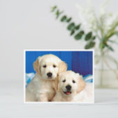 Golden Retriever Welpe Doppy Blank Postkarte (Stehend Vorderseite)